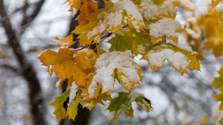 多伦多将迎接今年冬季的第一场雪，预计在本周末1