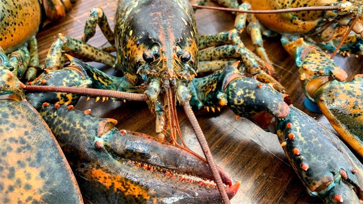 还敢吃吗?龙虾也“中招” 加拿大研究发现龙虾肉中含微塑料1