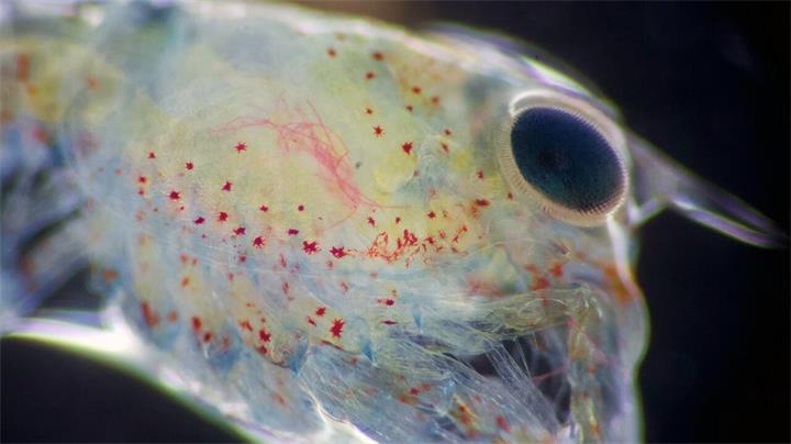 还敢吃吗?龙虾也“中招” 加拿大研究发现龙虾肉中含微塑料2