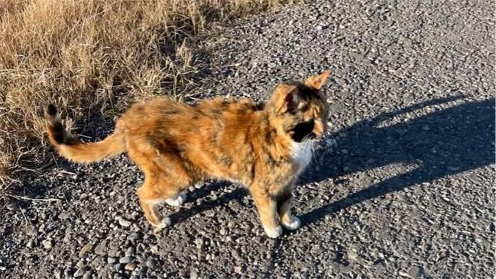失踪 8 年的爱猫被找到并平安回家了1