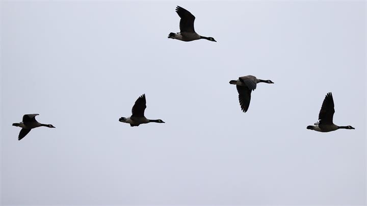 惠特比码头发现至少 10 只死亡加拿大鹅，镇政府展开调查1