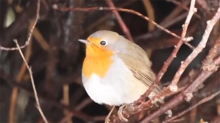 北美罕见欧洲知更鸟现身蒙特利尔，吸引全国观鸟爱好者蜂拥而至1