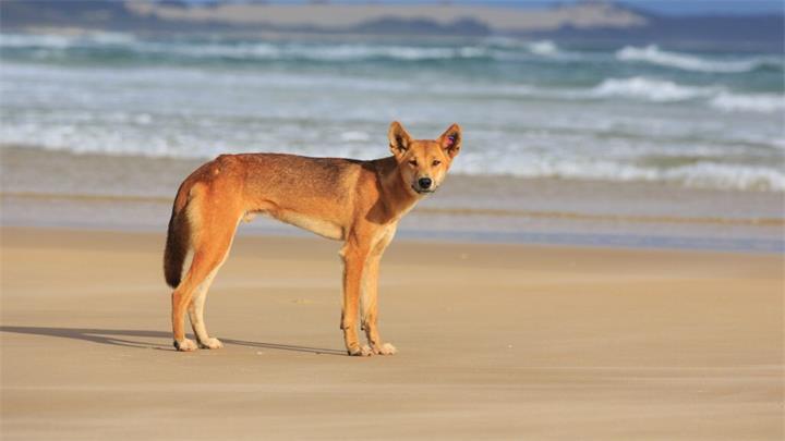 加拿大女子被发现死于澳大利亚海滩 警方称曾遭澳洲野狗袭击1