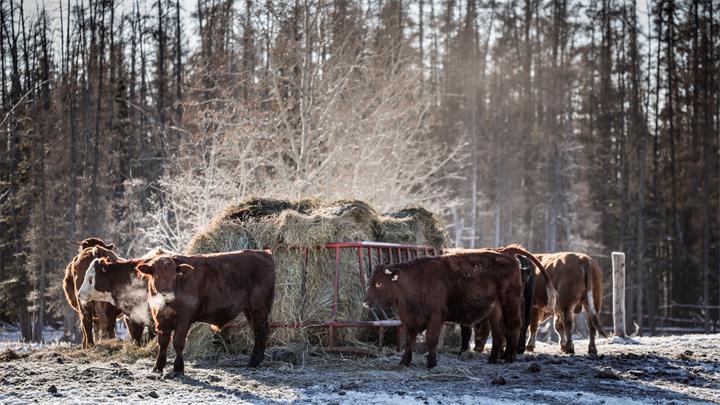 加拿大牛肉将重返中国市场,供应依然紧张,阿省养牛业迎来关键窗口期1