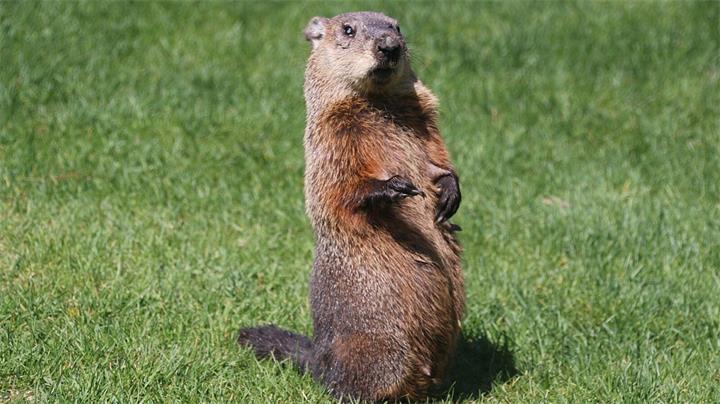 加拿大多地土拨鼠预测：春天或将提前到来1