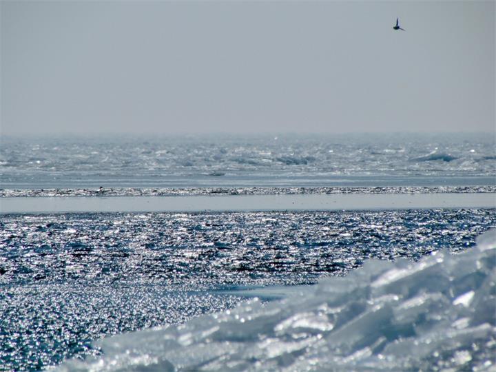 安大略再发严寒警报：风寒最低达-30℃，伊利湖接近全面结冰1