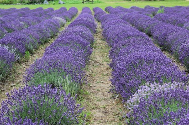 March Break 安省周边去哪儿?5个适合短途自驾的小镇推荐2