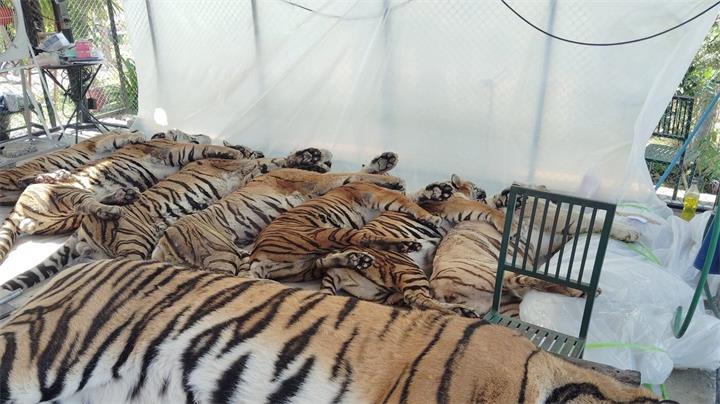 泰国两家动物园72只老虎死亡，官方确认系犬瘟热非禽流感1