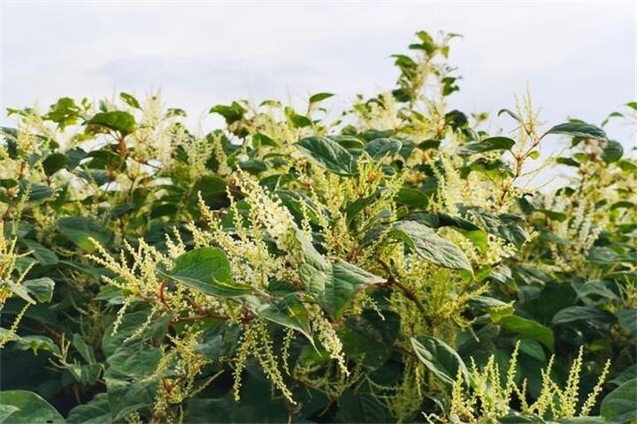 春天刚到它就冒出来了！这种“最难对付植物”在安省扩散甚至可能毁掉房屋1
