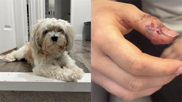 “噩梦般悲剧”：多伦多宠物犬被咬死 涉事犬被处置1