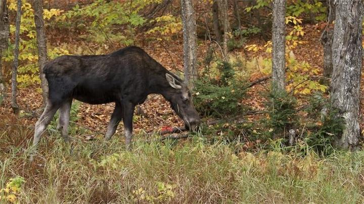 美国男子在安省非法猎杀驼鹿 被罚近2.9万并禁猎10年1