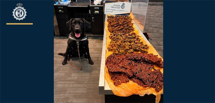 入境未申报肉类被查！海关缉查犬在多伦多机场查获40公斤牛肉和鸡肉1