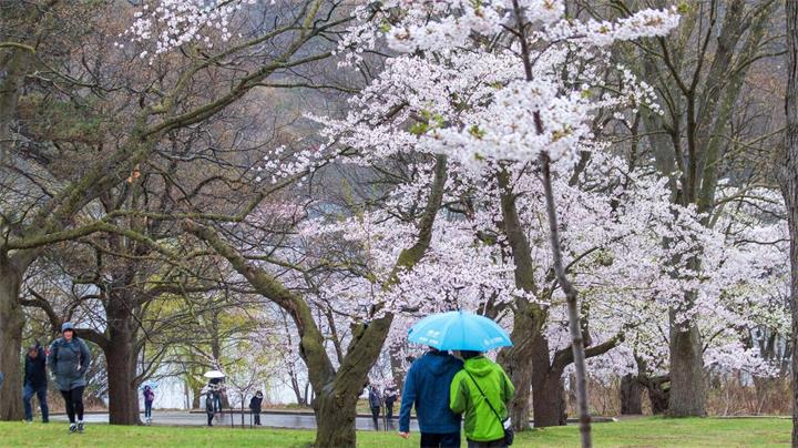 多伦多High Park樱花预计月底开放：最佳观赏时间或仅持续几天1