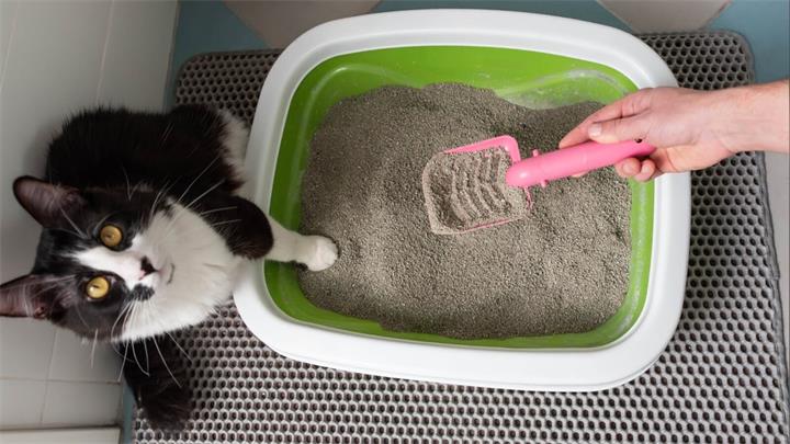 租客把猫砂冲进马桶,卑诗省公寓房东被判赔近5.5万加元