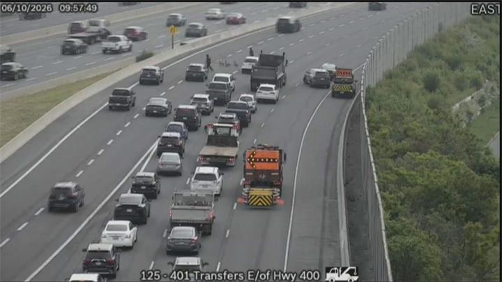 大鹅闯入401高速公路，警方紧急护送避免事故发生1