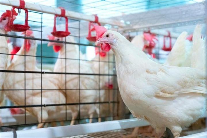 加拿大鸡蛋是如何生产出来的?养殖标准、母鸡饲养方式与食品安全一次说清1