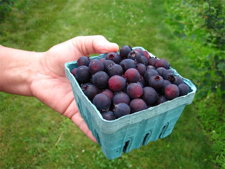 Saskatoon Berries.jpg