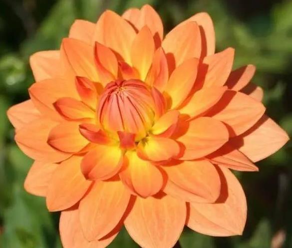 赶快收藏！今年春夏最漂亮、最易种植、花期又长的花卉在这里2