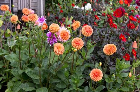 赶快收藏！今年春夏最漂亮、最易种植、花期又长的花卉在这里3