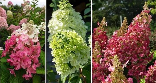 赶快收藏！今年春夏最漂亮、最易种植、花期又长的花卉在这里4