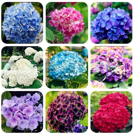 赶快收藏！今年春夏最漂亮、最易种植、花期又长的花卉在这里5