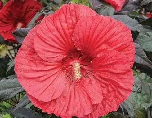 赶快收藏！今年春夏最漂亮、最易种植、花期又长的花卉在这里7