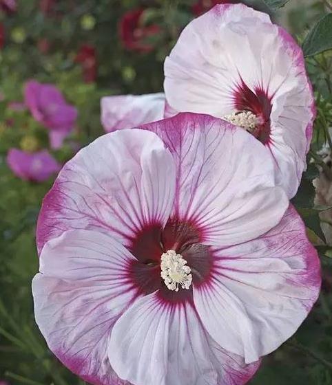 赶快收藏！今年春夏最漂亮、最易种植、花期又长的花卉在这里8