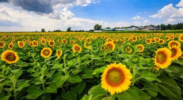 美美哒！简单易学的几个姿势！分分钟拍出向日葵花海人像大片1