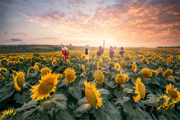 美美哒！简单易学的几个姿势！分分钟拍出向日葵花海人像大片5