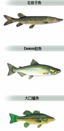 【收藏】休闲+运动+省钱！在加拿大钓鱼一举多得2