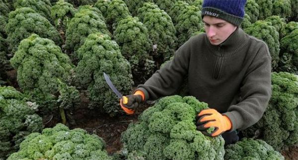 超实用!加拿大秋季菜园还能种些什么?1 超实用!加拿大秋季菜园还能种些什么?1