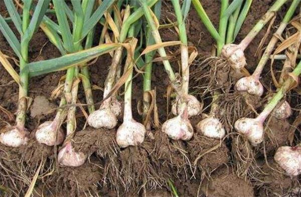 超实用!加拿大秋季菜园还能种些什么?2 超实用!加拿大秋季菜园还能种些什么?2