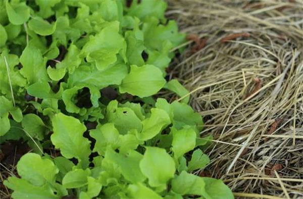 超实用!加拿大秋季菜园还能种些什么?3 超实用!加拿大秋季菜园还能种些什么?3