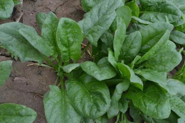 超实用!加拿大秋季菜园还能种些什么?4 超实用!加拿大秋季菜园还能种些什么?4