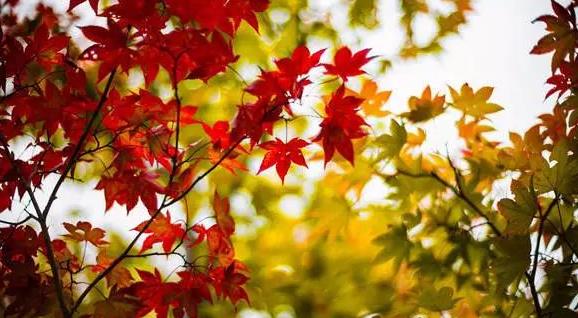 瞬间拍出大片的感觉！加拿大绚丽的秋日应该这样拍！1