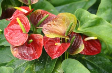 没有它无法过冬!加拿大冬季最经典的8款室内花卉让你的家繁花似锦1 没有它无法过冬!加拿大冬季最经典的8款室内花卉让你的家繁花似锦1