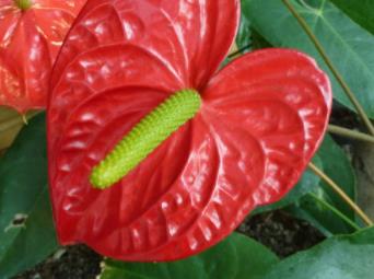 没有它无法过冬!加拿大冬季最经典的8款室内花卉让你的家繁花似锦2 没有它无法过冬!加拿大冬季最经典的8款室内花卉让你的家繁花似锦2