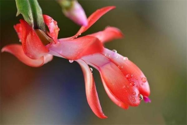 没有它无法过冬!加拿大冬季最经典的8款室内花卉让你的家繁花似锦3 没有它无法过冬!加拿大冬季最经典的8款室内花卉让你的家繁花似锦3