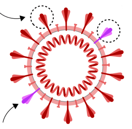 变种新毒株奥米克戎毒株全球扩散！新疫苗何时出现？2