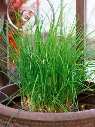 加拿大环境部警告寒冷天气！冰粒冻雨甚至降雪！早春防冻种菜大法4