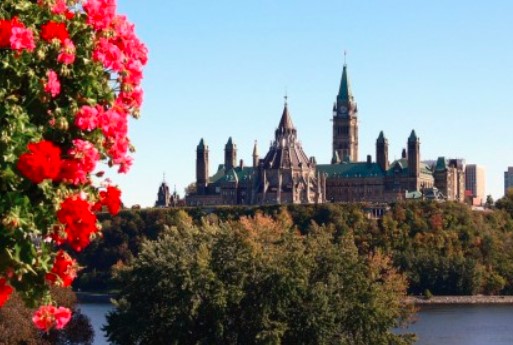 加拿大一秒入夏!这些花卉价格便宜花期长,更易于打理1 加拿大一秒入夏!这些花卉价格便宜花期长,更易于打理1