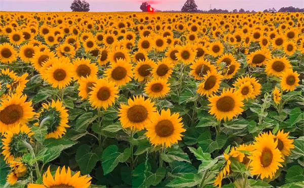 金色花海打卡必到！多伦多附近的向日葵农场本月开放1