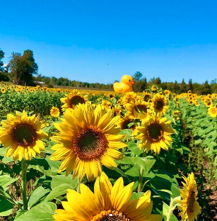 金色花海打卡必到！多伦多附近的向日葵农场本月开放2