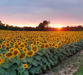 金色花海打卡必到！多伦多附近的向日葵农场本月开放3