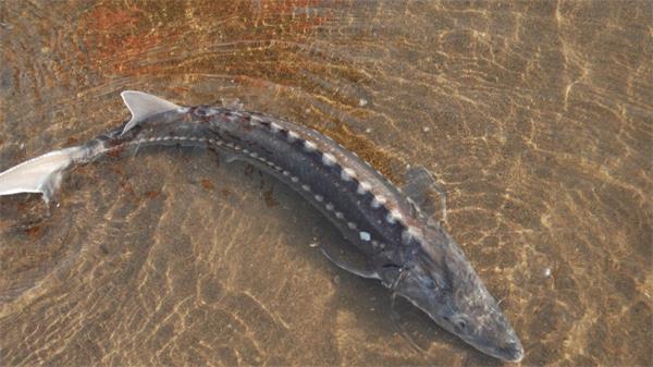 濒临灭绝的鲟鱼神秘死亡后，原住民称上游的水坝正在杀死鲟鱼1