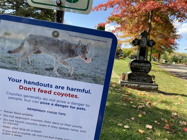 要小心，土狼在Brampton地区频繁出现3