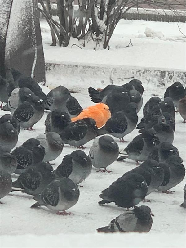 多伦多惊现浑身橘色羽毛的鸽子1