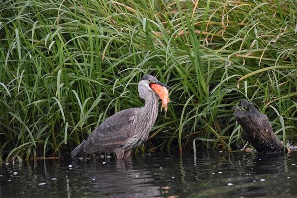 被人遗弃的金鱼在BC省湖泊迅速增长和繁殖1 被人遗弃的金鱼在BC省湖泊迅速增长和繁殖1
