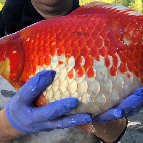 被人遗弃的金鱼在BC省湖泊迅速增长和繁殖3 被人遗弃的金鱼在BC省湖泊迅速增长和繁殖3