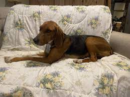 安大略省一名男子因遗弃了狗而被起诉1